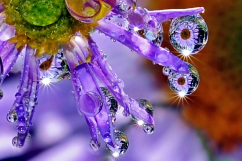 Beautiful macro wallpapers (114 wallpapers)