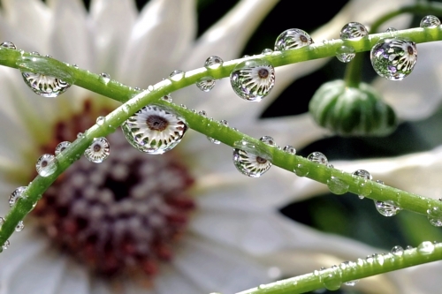 Beautiful macro wallpapers (114 wallpapers)