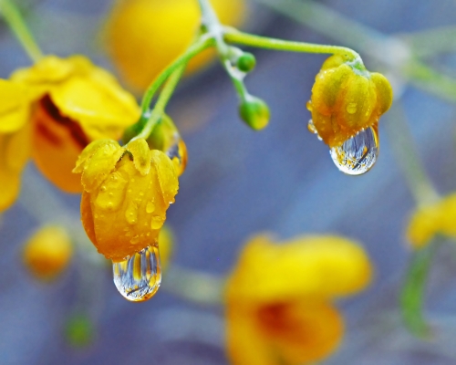 Beautiful macro wallpapers (114 wallpapers)