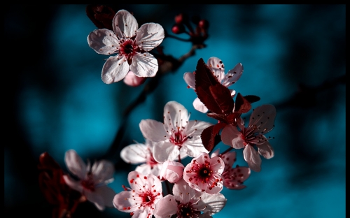 Flower Wallpapers (209 wallpapers)