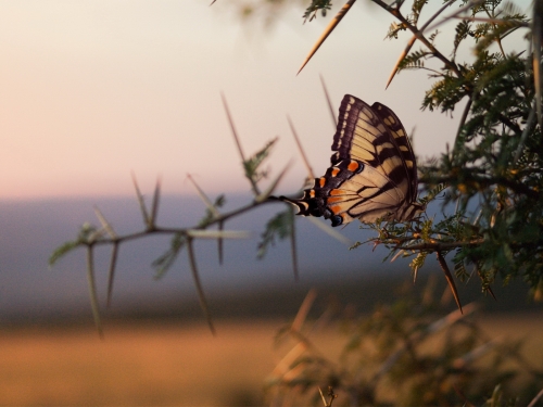 Fairytale and mysterious nature - 2 (192 wallpapers)