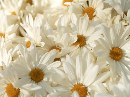 Flowers Wallpapers (233 ) (  )