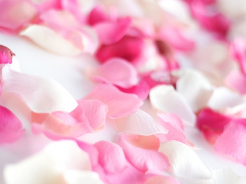 Flowers Wallpapers (233 ) (  )