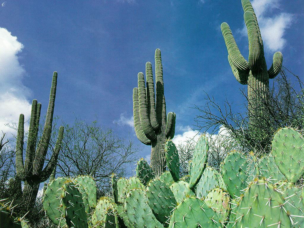 Cactus Fucking