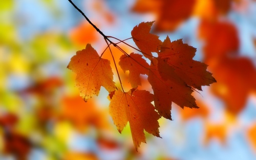 Gold Autumn Wallpapers (152 )