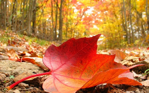 Gold Autumn Wallpapers (152 )