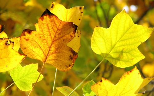 Gold Autumn Wallpapers (152 )