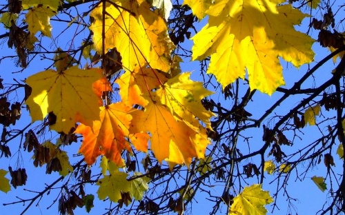 Gold Autumn Wallpapers (152 )