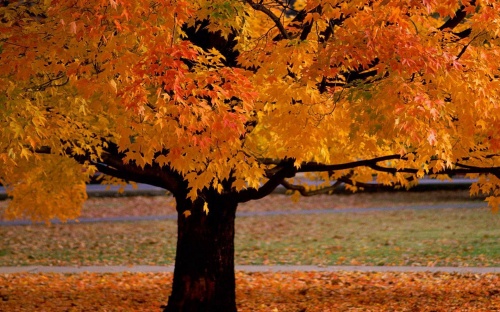 Gold Autumn Wallpapers (152 )