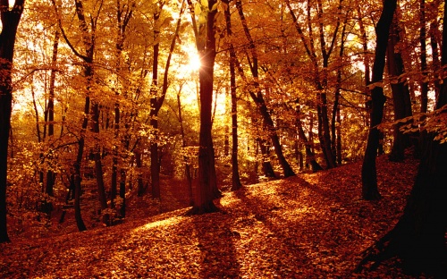 Gold Autumn Wallpapers (152 )