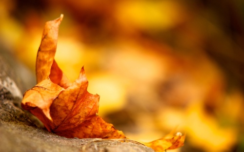 Gold Autumn Wallpapers (152 )