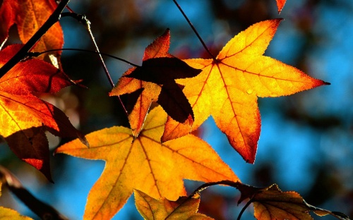 Gold Autumn Wallpapers (152 )