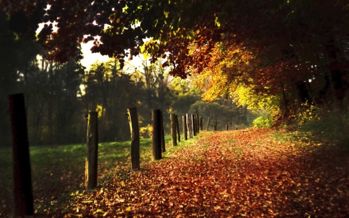 Gold Autumn Wallpapers (152 )