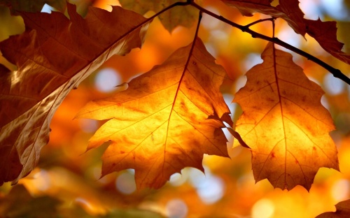 Gold Autumn Wallpapers (152 )