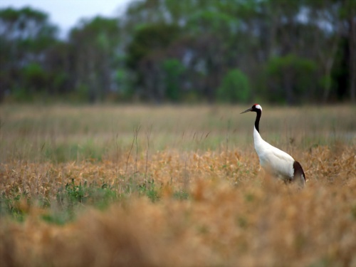 Birds Wallpapers (167 )