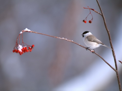 Birds Wallpapers (167 )