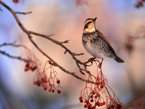 Birds Wallpapers (167 )