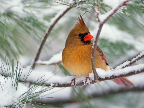 Birds Wallpapers (167 )