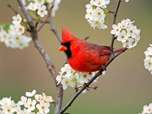 Birds Wallpapers (167 )