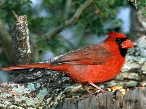 Birds Wallpapers (167 )