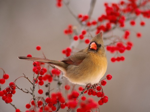 Birds Wallpapers (167 )