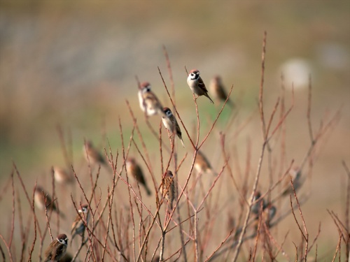 Birds Wallpapers (167 )