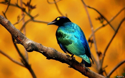 Birds Wallpapers (167 )