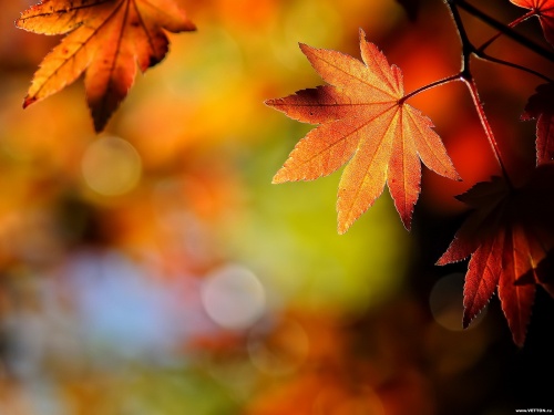 Desktop wallpapers (Nature) (10.26.11) (337 wallpapers)