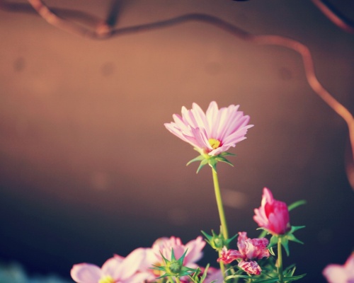 Flowers Wallpapers (82 )