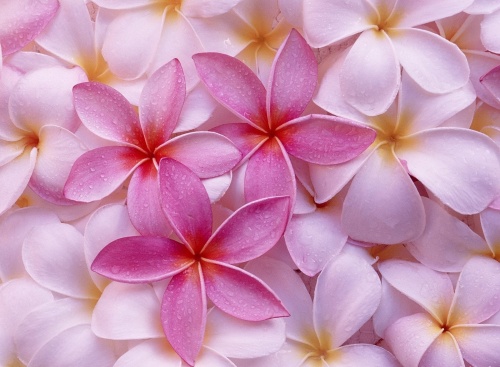 Flowers Wallpapers (82 )