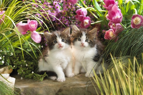 Cats Wallpapers (154 wallpapers)