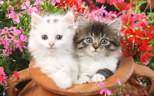 Cats Wallpapers (154 wallpapers)