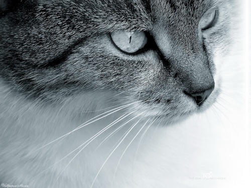 Cats Wallpapers (154 wallpapers)