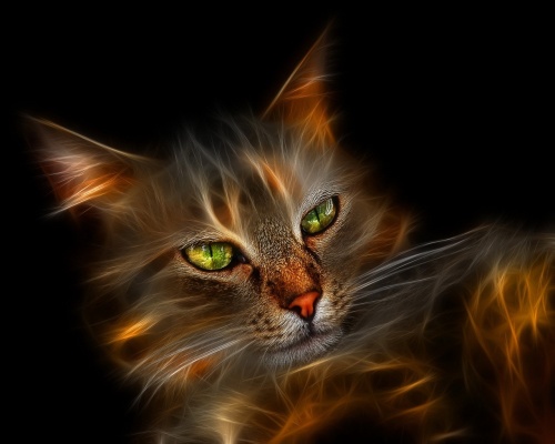 Cats Wallpapers (154 wallpapers)