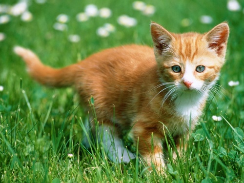 Cats Wallpapers (154 wallpapers)