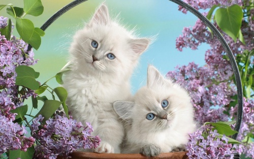 Cats Wallpapers (154 wallpapers)