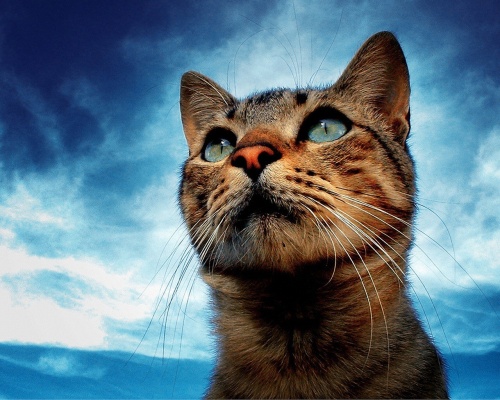 Cats Wallpapers (154 wallpapers)