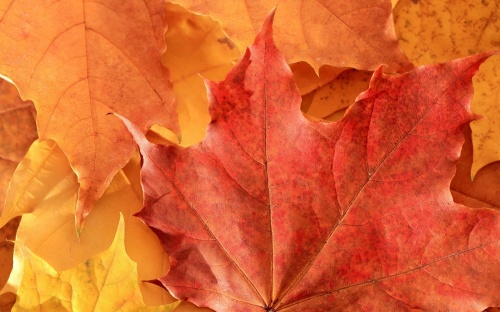 Gold Autumn Wallpapers (105 )