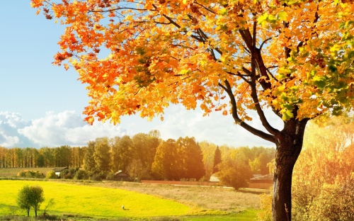 Gold Autumn Wallpapers (105 )