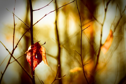 Gold Autumn Wallpapers (105 )