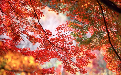 Gold Autumn Wallpapers (105 )