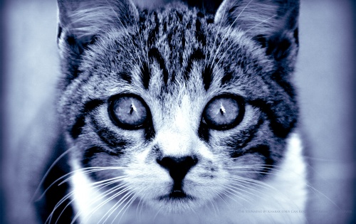 Cats Wallpapers (111 wallpapers)