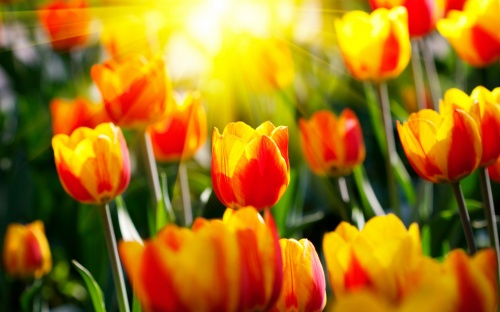 Flowers Wallpapers (106 )