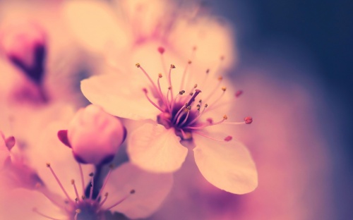 Flowers Wallpapers (106 )